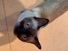 -藏猫猫咖啡主题馆(中央大道店)