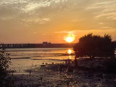 -宝安西湾红树林湿地公园