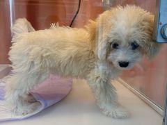 -翊宠yipet猫狗购宠庄园犬舍•猫舍