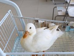 -怪兽屋·羊驼·猫咖·狗咖(俊华广场店)