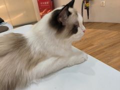 -COLOR PETS 撸猫馆·购猫·猫咖(长风大悦城店)