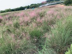 -大塘金香草谷