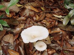 -武吉知马自然保护区