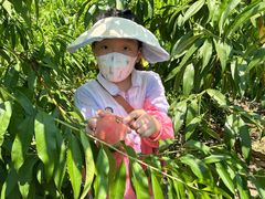 -南汇新场正宗水蜜桃采摘