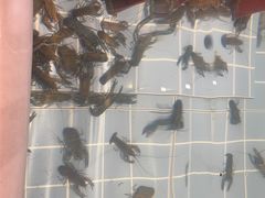 -虾胡闹龙虾馆(湄南河店)