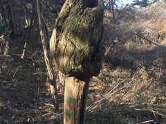 -鲁山国家森林公园