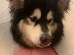 -北京派仕佳德动物医院·超导核磁·CT·神经科·骨科·内外科·急重症管理中心