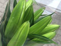 -长宁东道花卉宠物市场