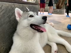 -TrueLove @ Neverland (Husky Cafe)