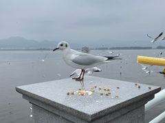 -海埂大坝