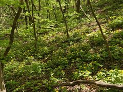 -大连天门山国家森林公园