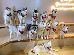 -Husky Go! 哈士奇体验馆·宠物咖啡厅狗咖