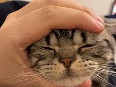 -猫大福·Fortune Cat猫舍(百子湾店)