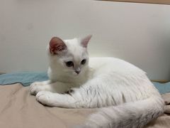 -lincat·猫舍(广州店)