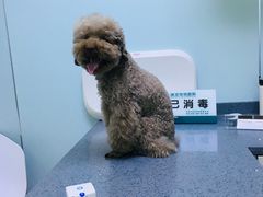 -瑞派宠物医院(锦江店)