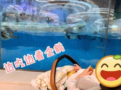 -帝企鹅自助餐厅•儿童岛•真企鹅(长隆企鹅酒店)