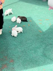 -季高兔窝窝亲子园(上海薰衣草公园店)