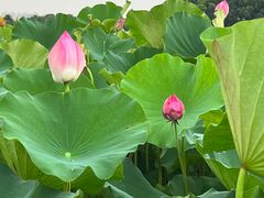 -荷塘月色湿地公园·向阳花洲