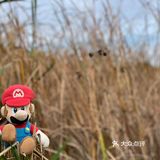 秋游世纪公园（10🈷️篇）