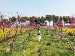 -南汇桃花村