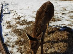 -北京鹿世界主题园