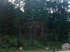 -五营红松林海景区