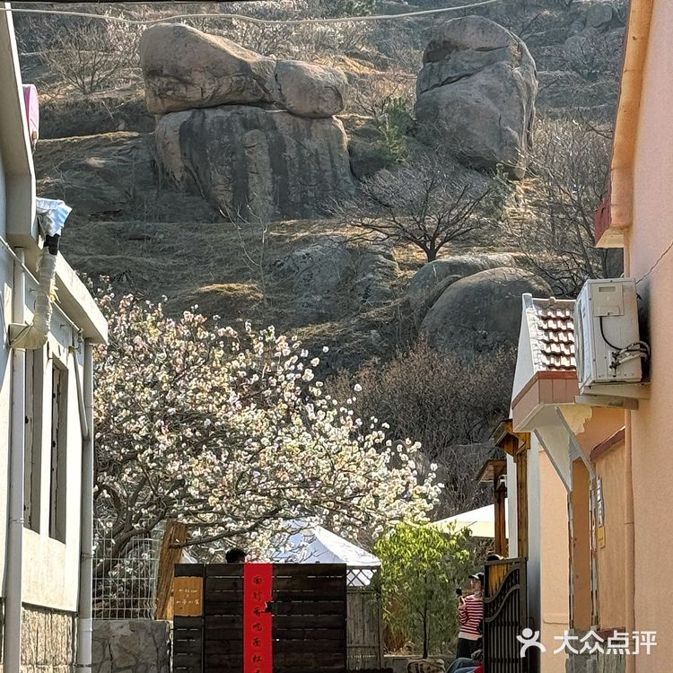 青岛崂山｜这家咖啡店的花开疯了🌬️