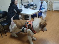 -北京观赏动物医院·24小时大型综合·猫专科·异宠专科