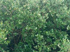 -北海金海湾红树林生态旅游区