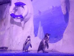 -多彩贵州城极地海洋世界