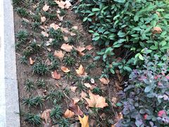 -金陵中学(河西分校)