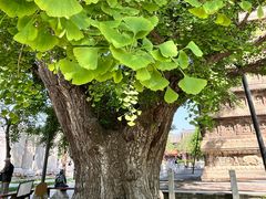 -北京石刻艺术博物馆(五塔寺)