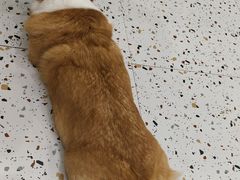 -柚子猫舍·精品猫舍购猫·猫咪认养·购宠·宠物店