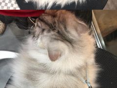 -PETKIT小佩宠物(古北店)