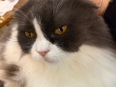 -李小姐の猫咖啡馆(五角场店)