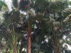 -呀诺达热带雨林