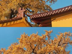 -红梅公园
