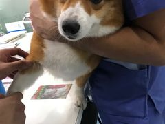 -伟伟宠物医院·CT影像中心·瑞派犬猫综合性门诊(汉口总院)