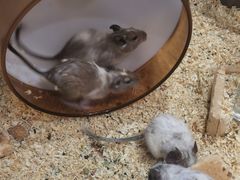 -酷以爬仙阁实体爬宠店·守宫·蜥蜴·专业繁育