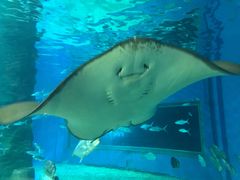 -北戴河圣蓝海洋公园