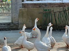 -栾川竹海野生动物园