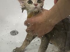 -Pets First伊珊娜洗护·精致美容·家庭式寄养(新会路店)