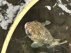 -蓝湾碧波·老字号·疍家非遗海上餐厅