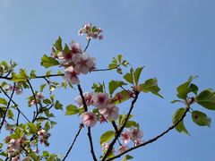 -顾村公园