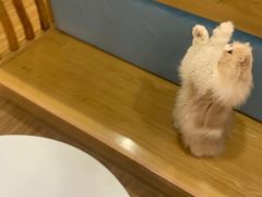 -滚猫咖啡·猫咖·猫友好撸猫(未来城店)