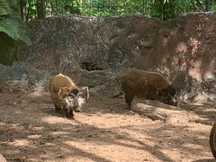 -清迈夜间动物园