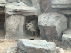 -青藏高原野生动物园