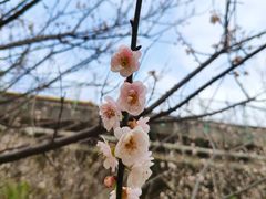 -章记正宗南岗鱼蛋火锅