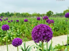 -花开海上生态园