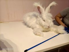 -我爱猫咪·猫咖·狗咖·安哥拉兔·羊驼咖(小寨华旗店)